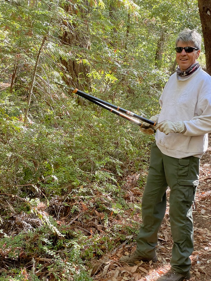 A male volunteer prunes overabundant bushes and trees at Portola Redwoods SP